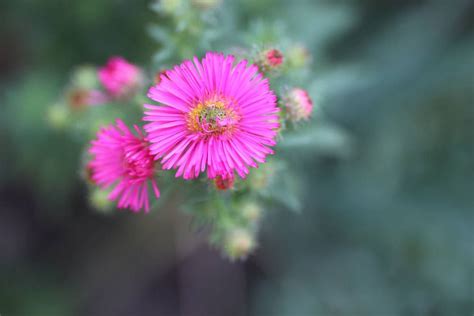 blumensorte|gartenblumen bilder mit namen.